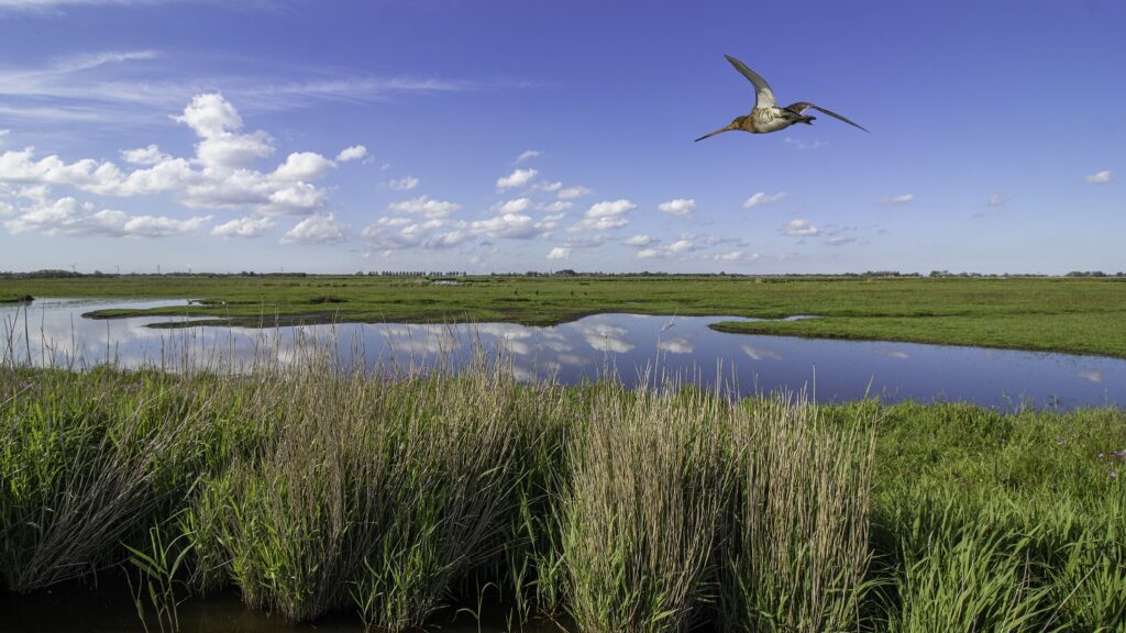 Over De Eilandspolder